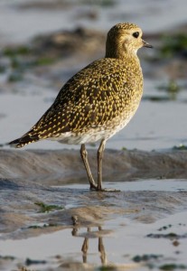 This is a Golden Plover
